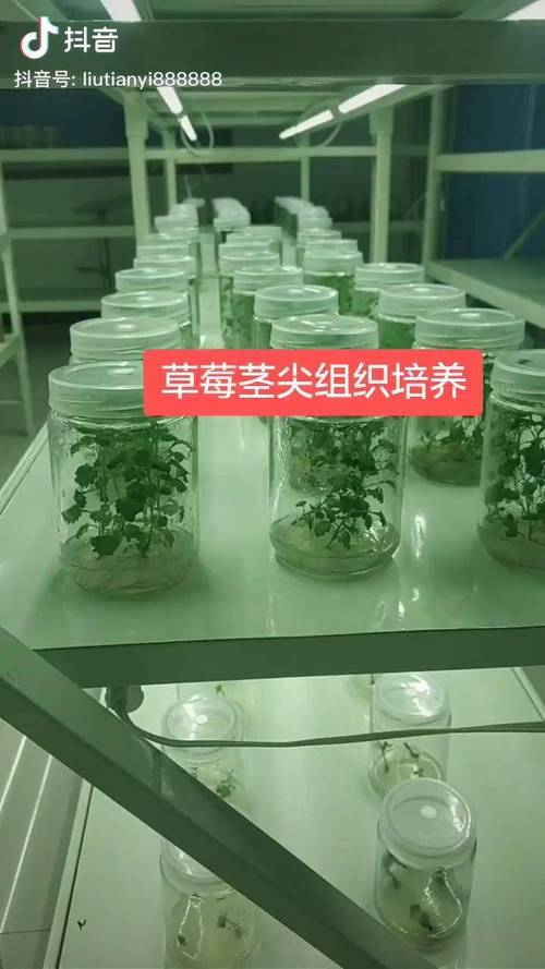 草莓茎尖组织培养热门 草莓苗 科技农业创新农业 草莓