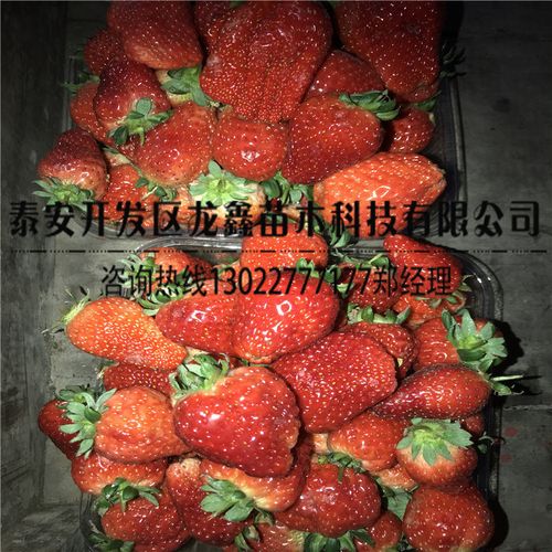 艳丽草莓苗几年结果,艳丽草莓苗