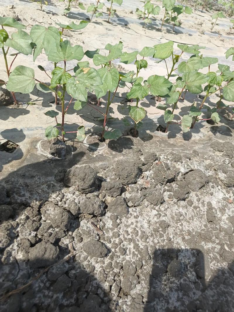 田苗科技干播湿出配套技术改良生荒盐碱地!当年见成效!